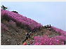 천주산진달래