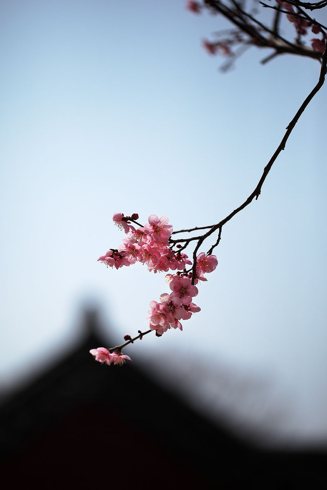 Epilogue - 2013 探梅  