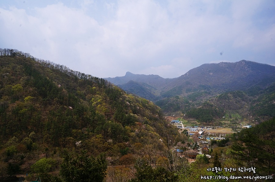 수목 비교 관찰원 이미지