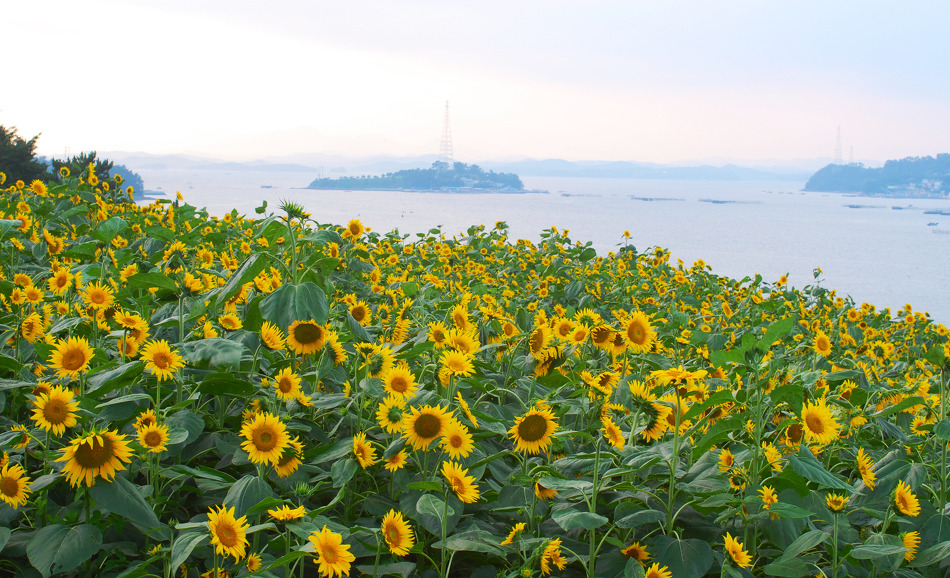 일광수산 이미지