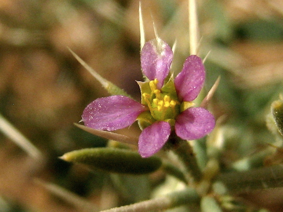 가시파고니아 Fagonia bruguieri DC.