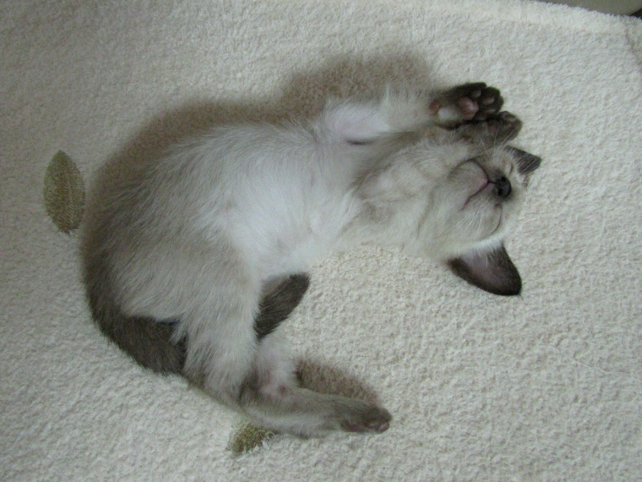 엉망이의 아기 때 모습은 잊어주세요~^^