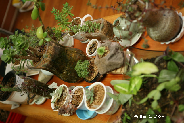 다육식물도 햇빛, 물, 사랑이 삼박자가 맞아야 잘 산다..