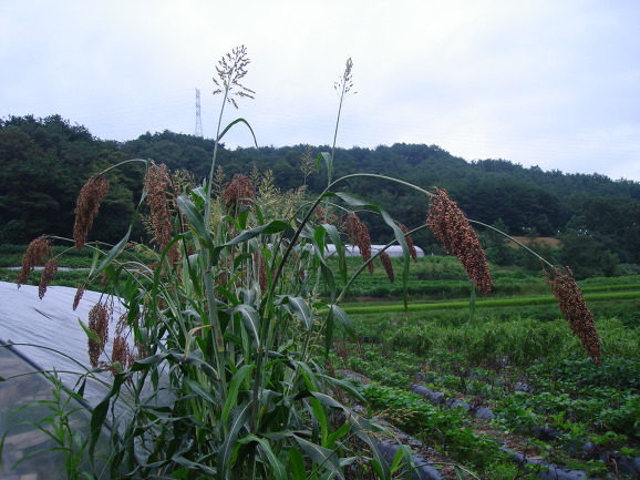 수수풀 이미지