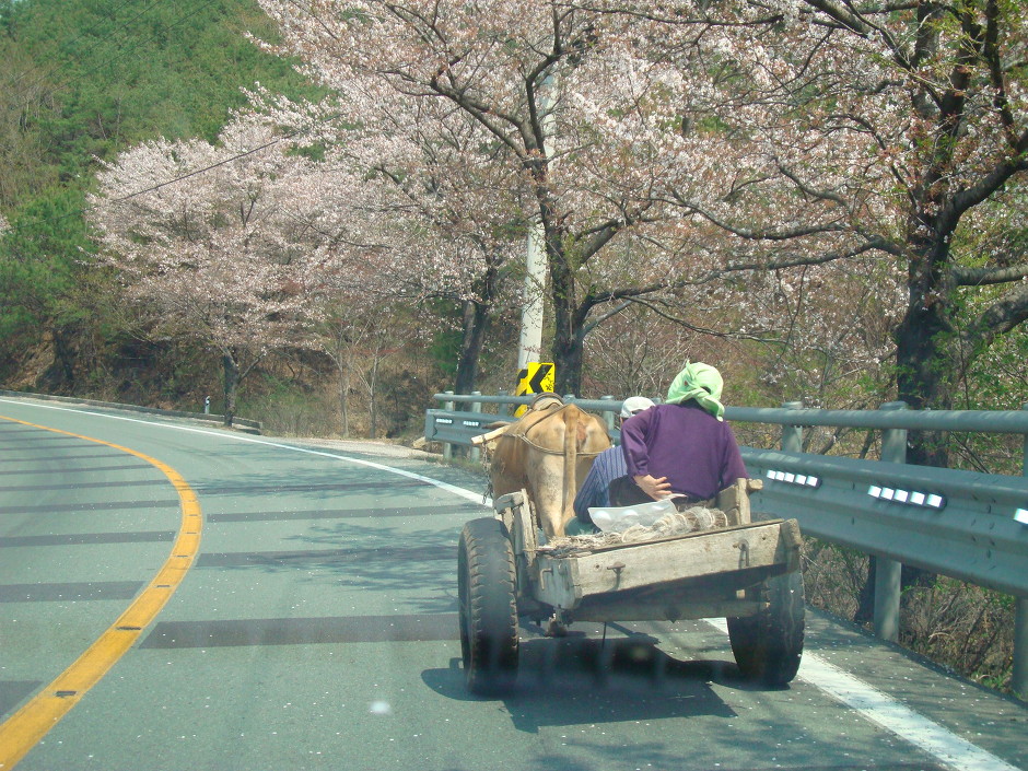 소달구지 이미지