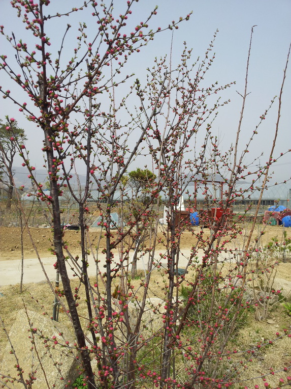 펀치볼 돌산령 농원의 화단