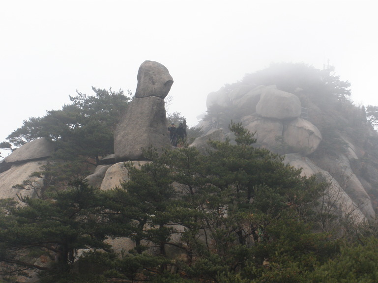 참나무 숲길 이미지