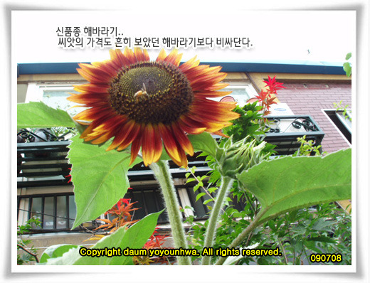 해바라기-신품종인가?