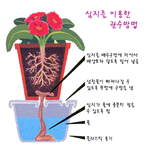 심지 이미지
