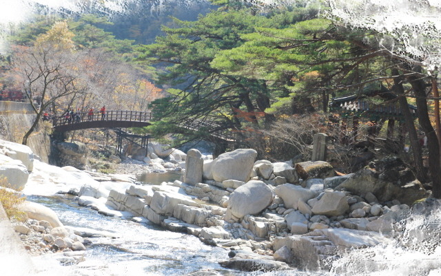 홍류 이미지
