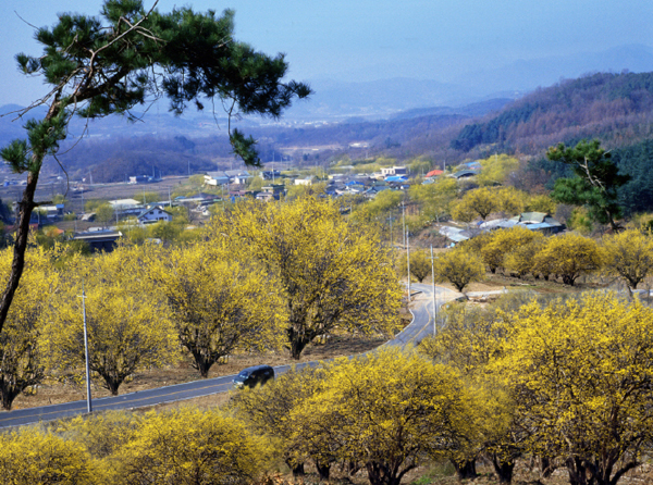 산수유권역 이미지