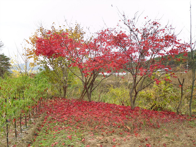2009년의 농사 마무리