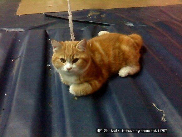잠자리이불 이미지