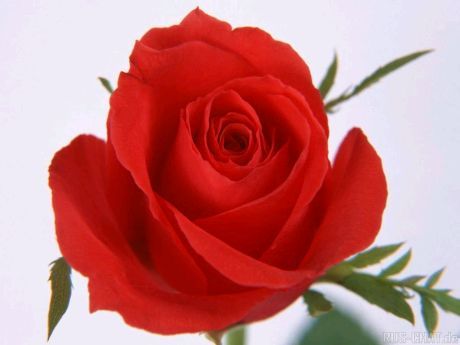 RoseDay 이미지