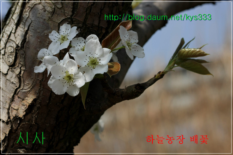 나주 하늘농장 무농약 나주배 인공수분 체험 배꽃축제를 찾아서...2012. 4월.