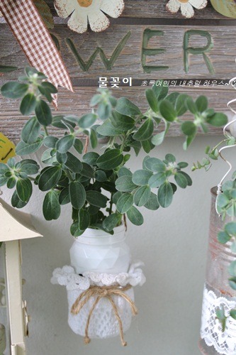아메리칸블루 이미지