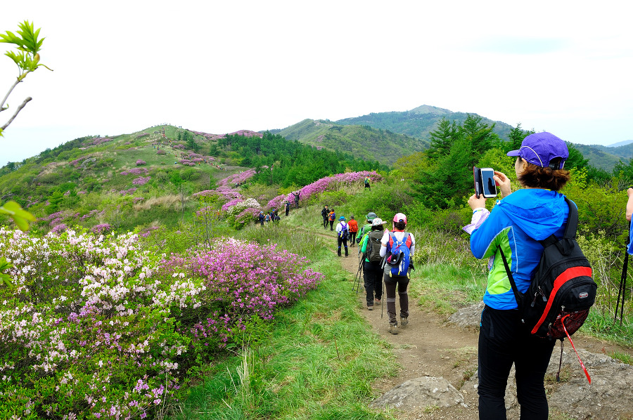 지리산  바래봉에는 꽃보다 사람이 더 많았다.