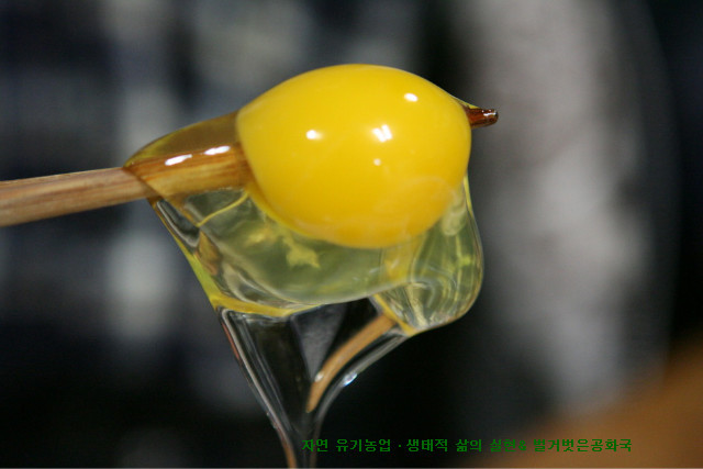 일본에 소개된 자연순환유기농업 제주 닭 사육농장 방문기