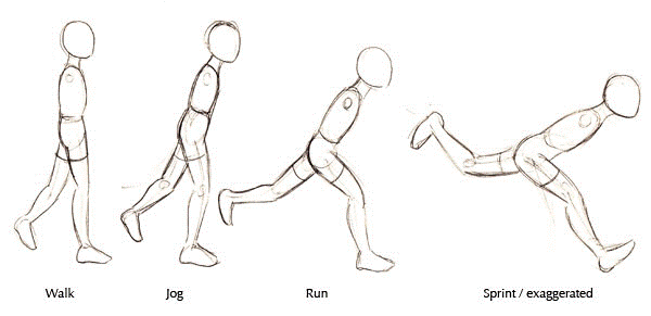 Human Anatomy Fundamentals: Advanced Body Proportions