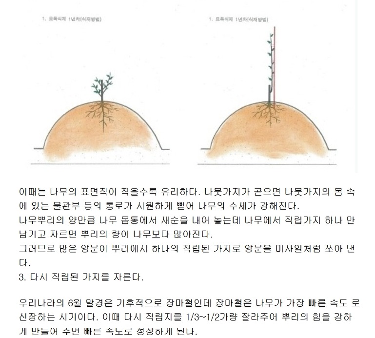 매실나무 묘목 만들기[펌]
