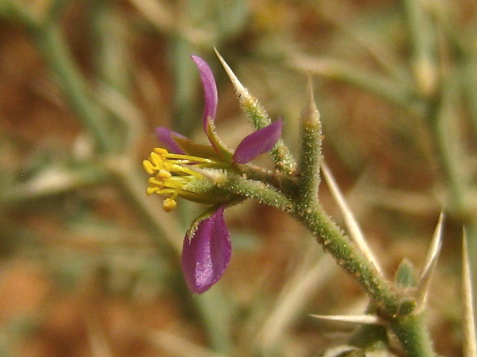 가시파고니아 Fagonia bruguieri DC.