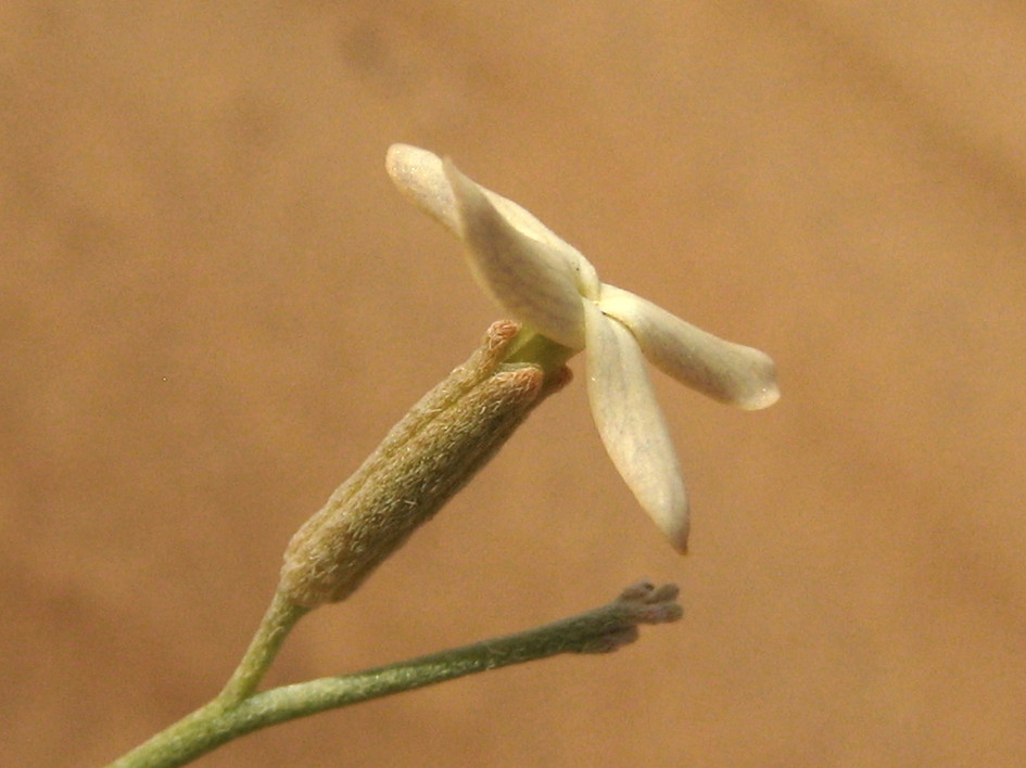 사막가지냉이 Farsetia aegyptia Turra