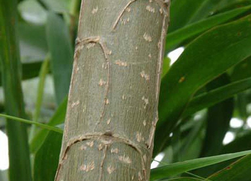 포플러(poplar) 이미지