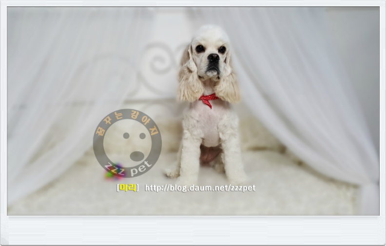 [대전애견미용] 코카스페니엘(Cocker Spaniel) 