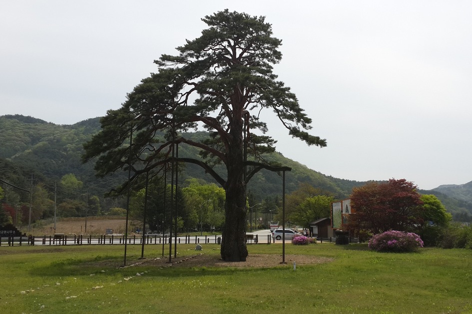 신록의 법주사