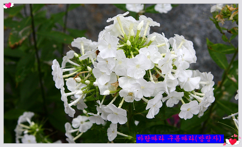 정선에코리조트 이미지