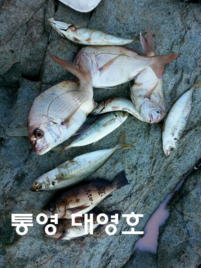 대영호]안좋은날씨에 상사리&전갱이요~
