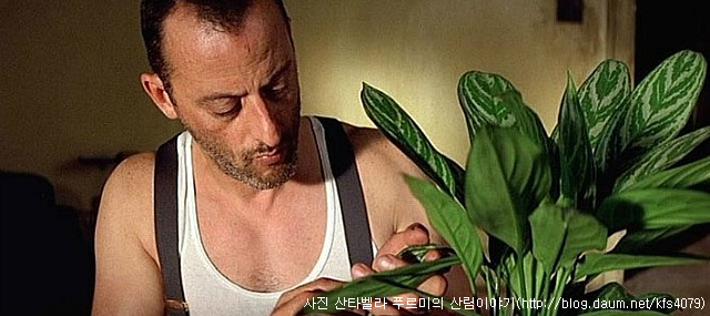 아글라오네마 이미지