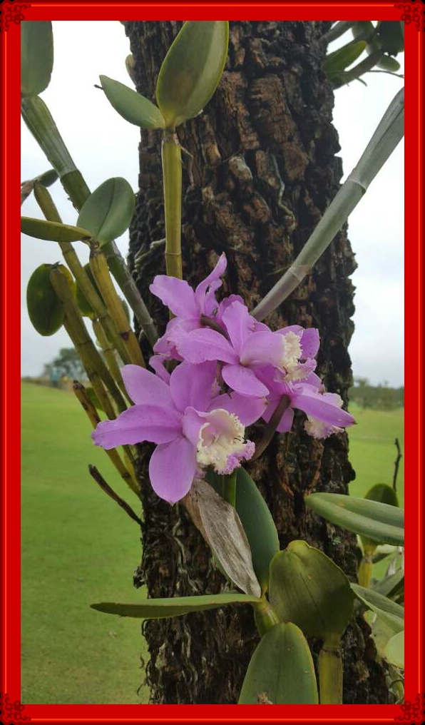 ***나무와 란꽃***