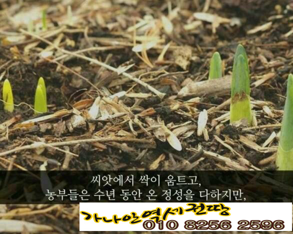 역세권 투자와  모소 대나무의 (퀀텀리프 ∞ 퀀텀점프,) 폭풍성장 이야기 