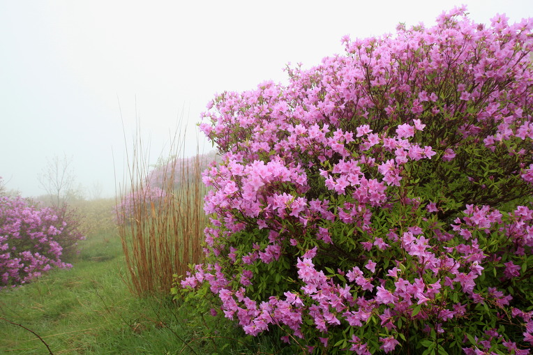 * 지리산 바래봉 산행기 