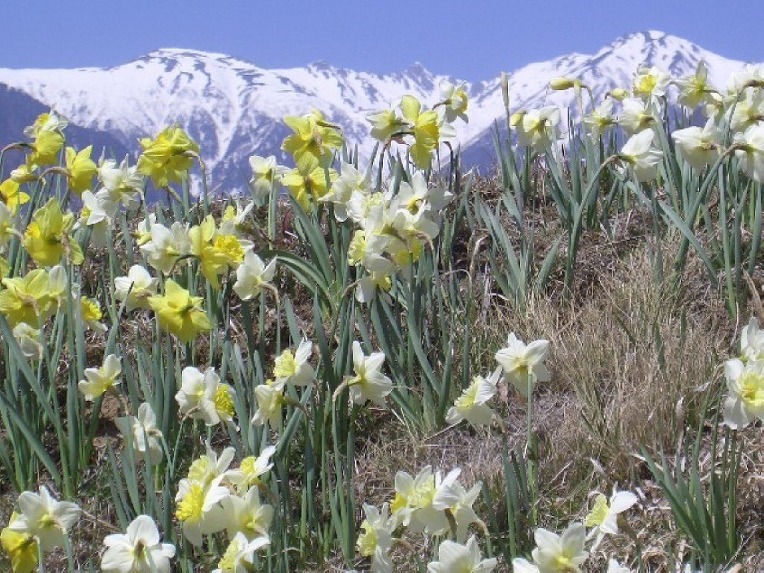 266B5F4952A50DFA09F740