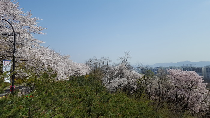 중구회현센타 스트레칭회원과함께 남산 꽃길을 걷다.