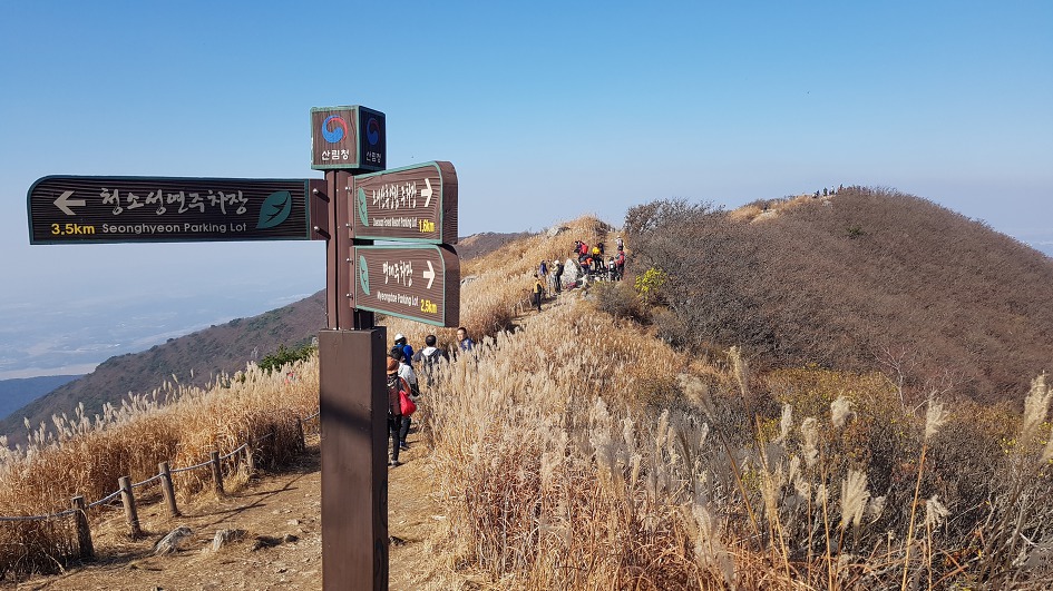 서해안 최고봉 오서산 억세 놀이