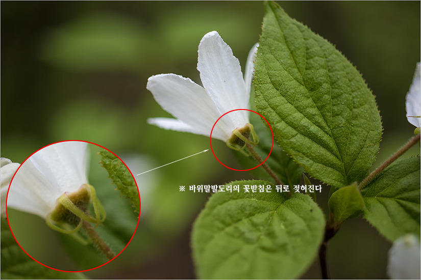 바위말발도리 와 매화말발도리(2018.04.30)