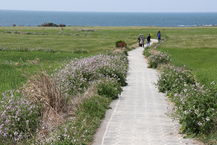 [제주 여행] 섬 전체가 청보리 물결로 가득합니다. ~ 가파도 청보리축제