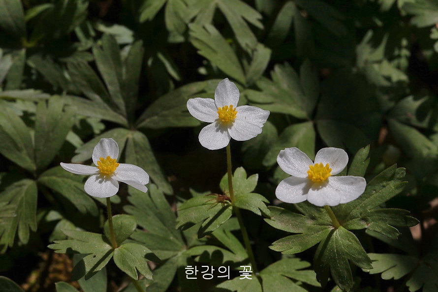 홀아비바람꽃