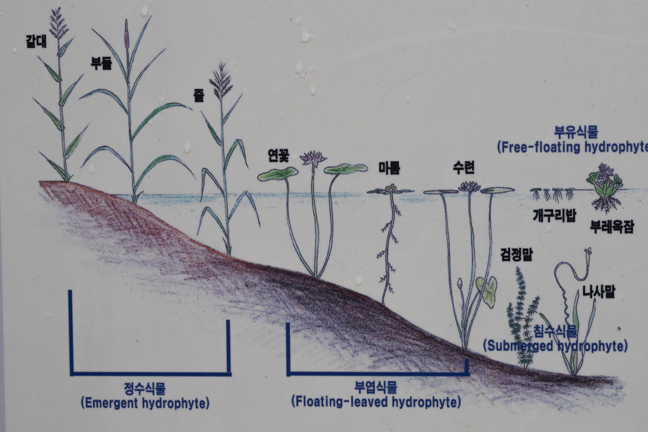 화포천 아우름길 3코스 버들길 / 김해 둘레길 