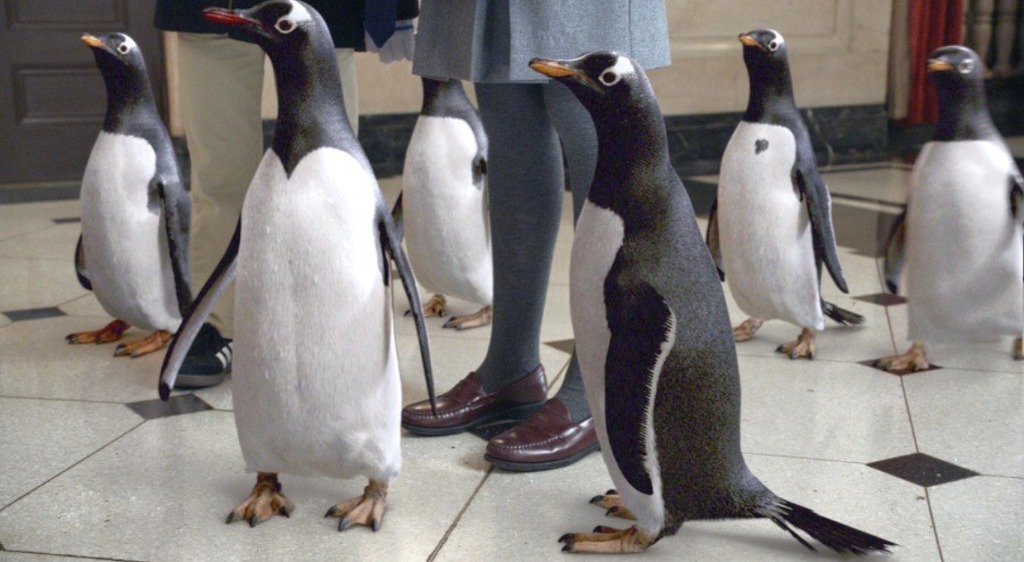 Film Jim Carrey Pingouin [감동 동물영화] 짐 캐리 Jim Carrey출연, 파퍼씨네 펭귄들 Mr. Popper's Penguins, 2011