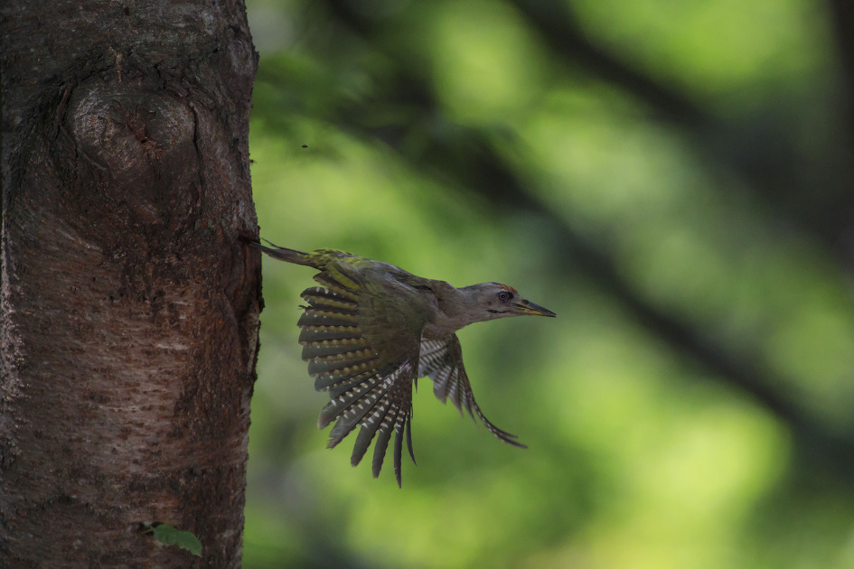 김해 신어산 청딱따구리 육추