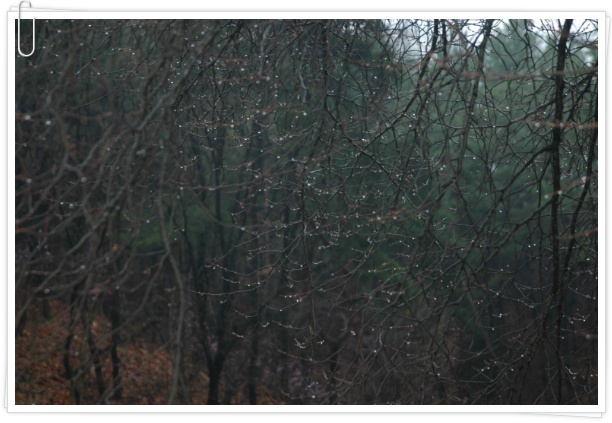 (여주 산새랑게스트하우스) 봄비 내린 아침