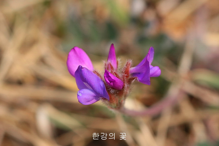 애기자운(털새동부)
