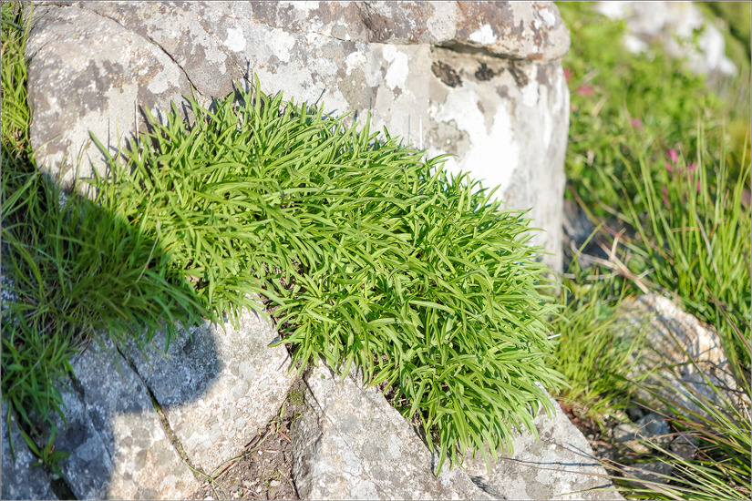 설악 서북능선의 들꽃들 Ⅱ(초본류 : 2018.05.28.)
