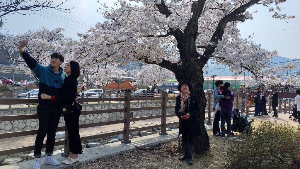벚꽃따라걷는길