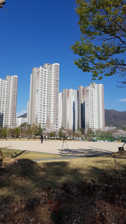 벗꽃이 드디어 창원에 피고 있네요!