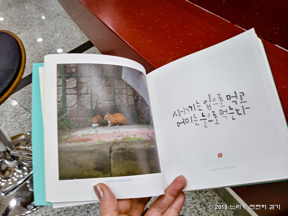 관악구청에서 열리는 길고양이찍사 김하연 사진작가의 구사일생 사진이야기~